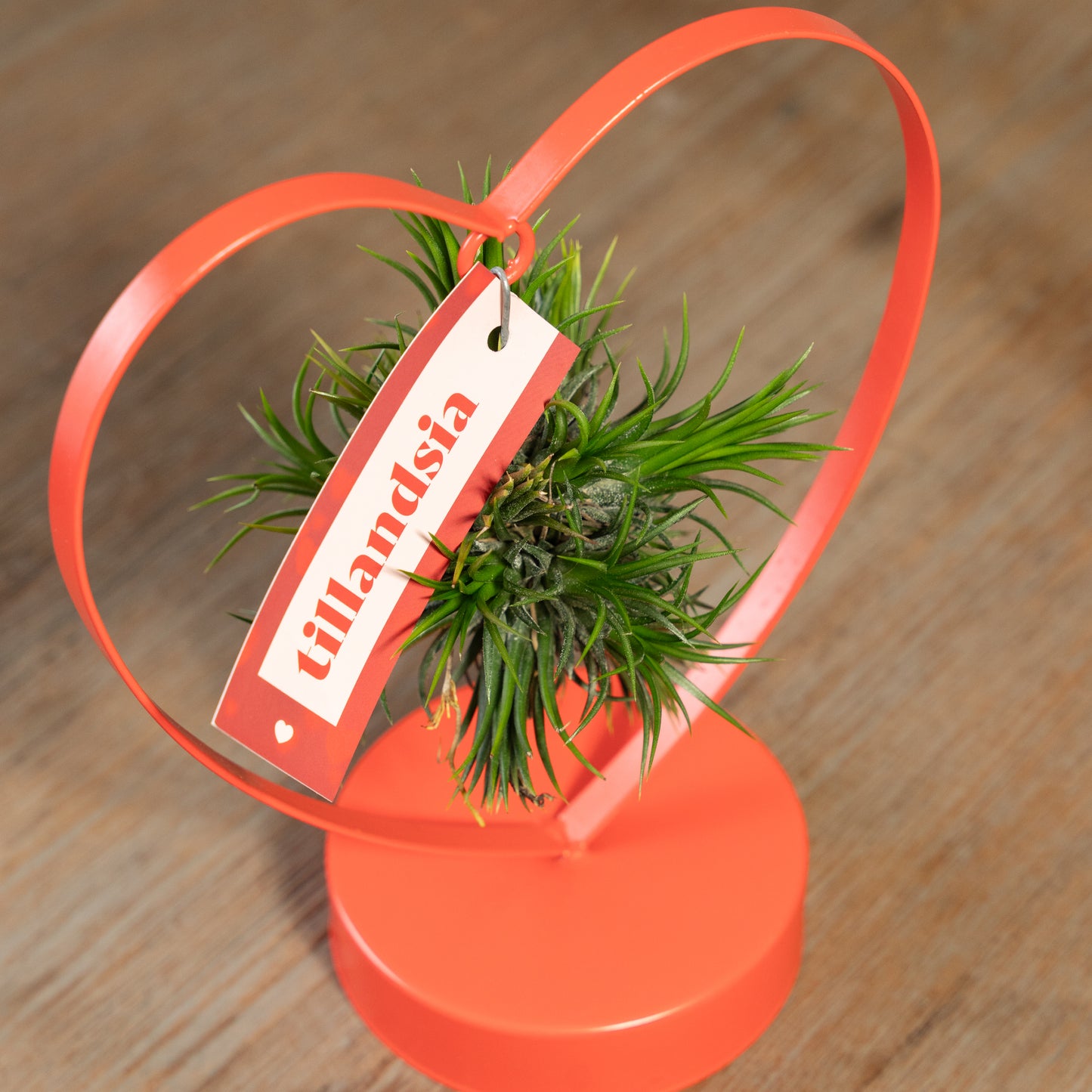 Tillandsia Love editie