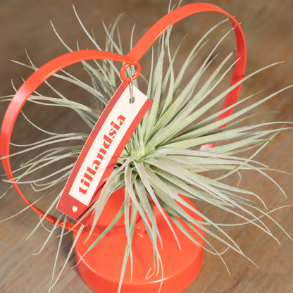 Tillandsia Love editie