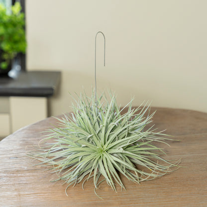Tillandsia Silver op een tafel