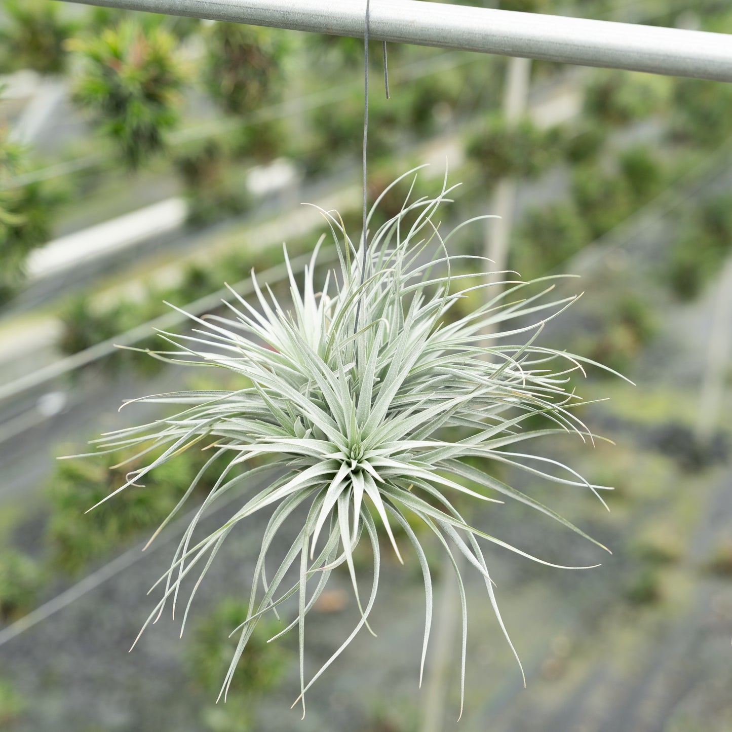 Tillandsia Silver hangend in de kas