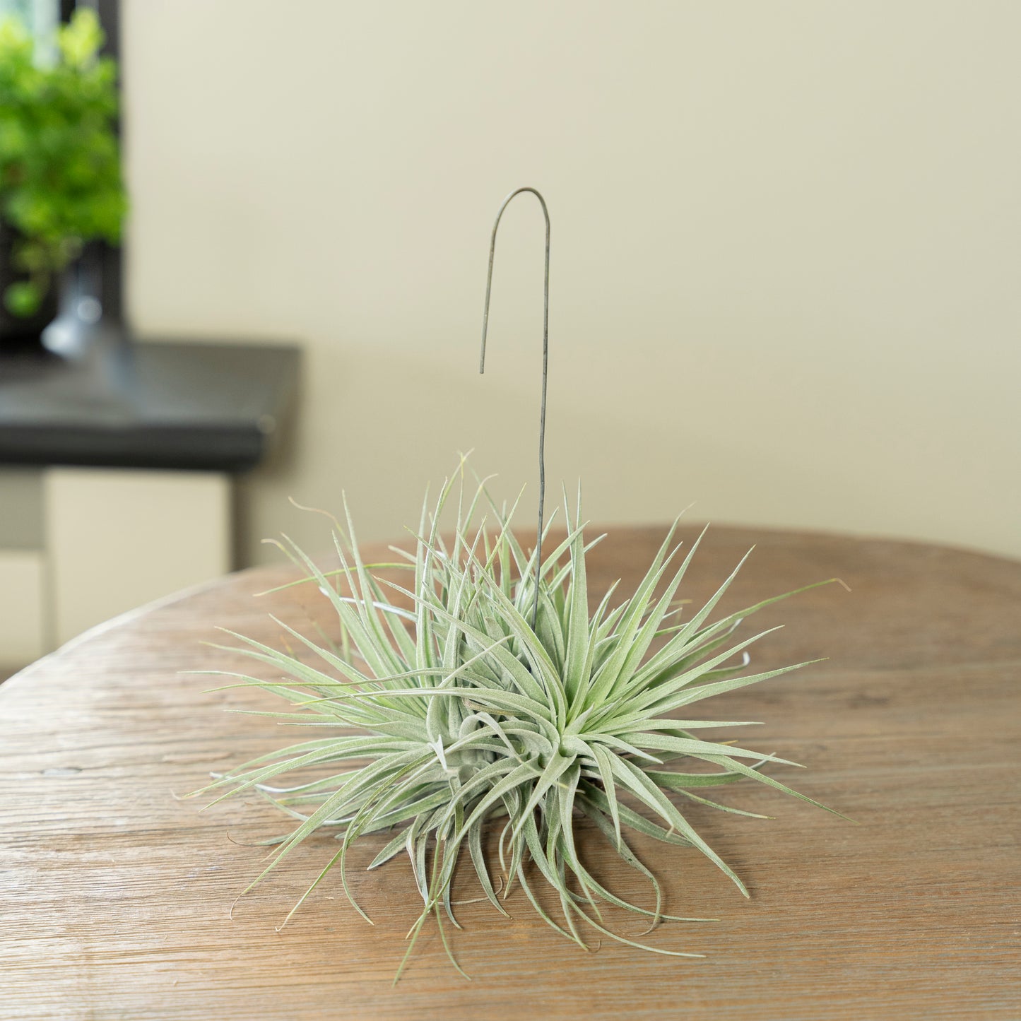 Tillandsia Silver op een tafel