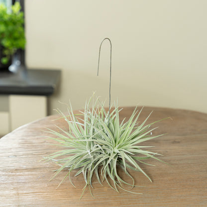 Tillandsia Silver op een tafel