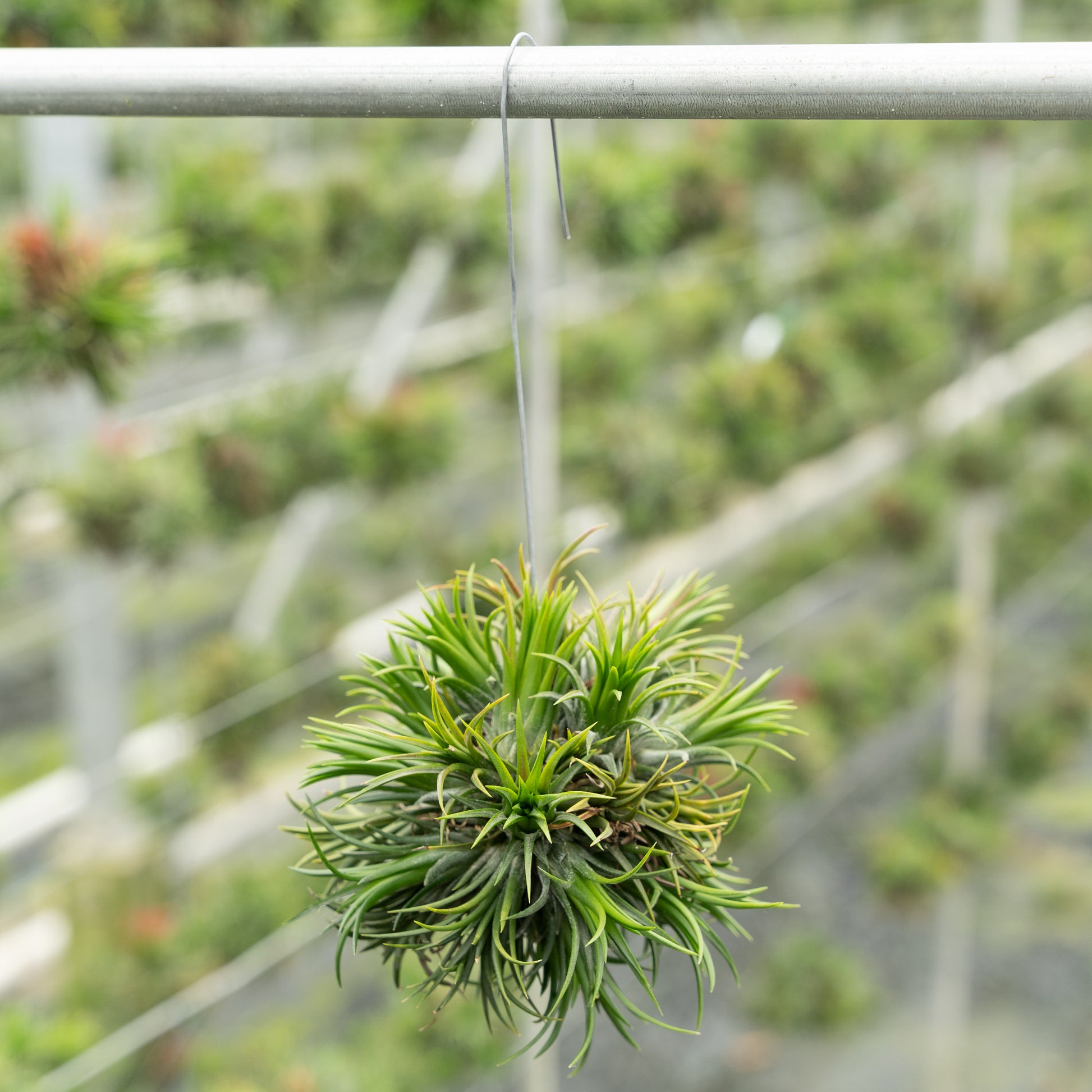 Tillandsia Spikey hangend aan een draad