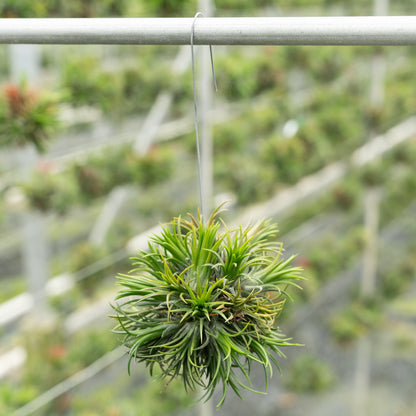 Tillandsia Spikey hangend aan een draad