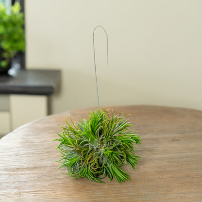 Tillandsia Spikey op een tafel