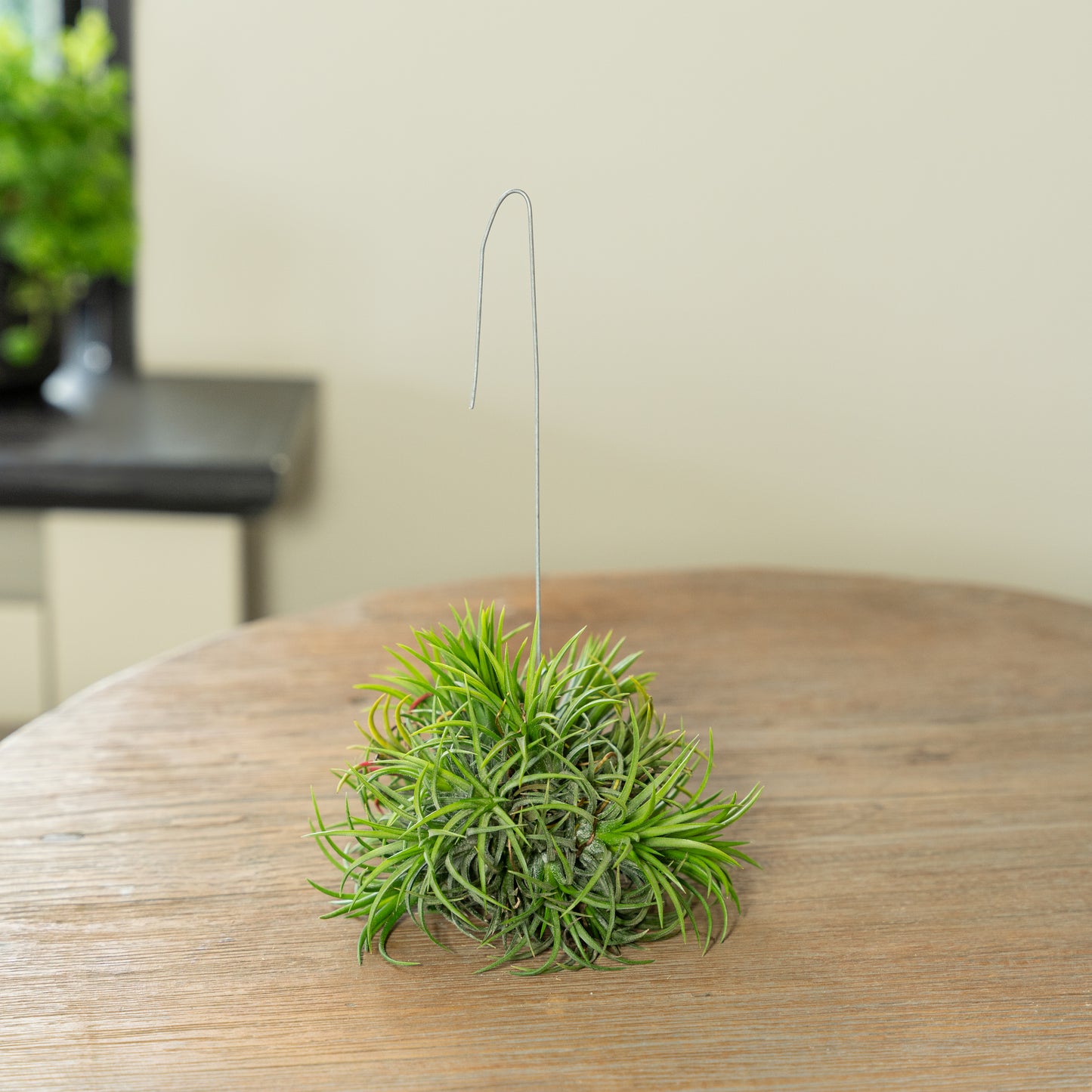 Tillandsia Spikey op een tafel