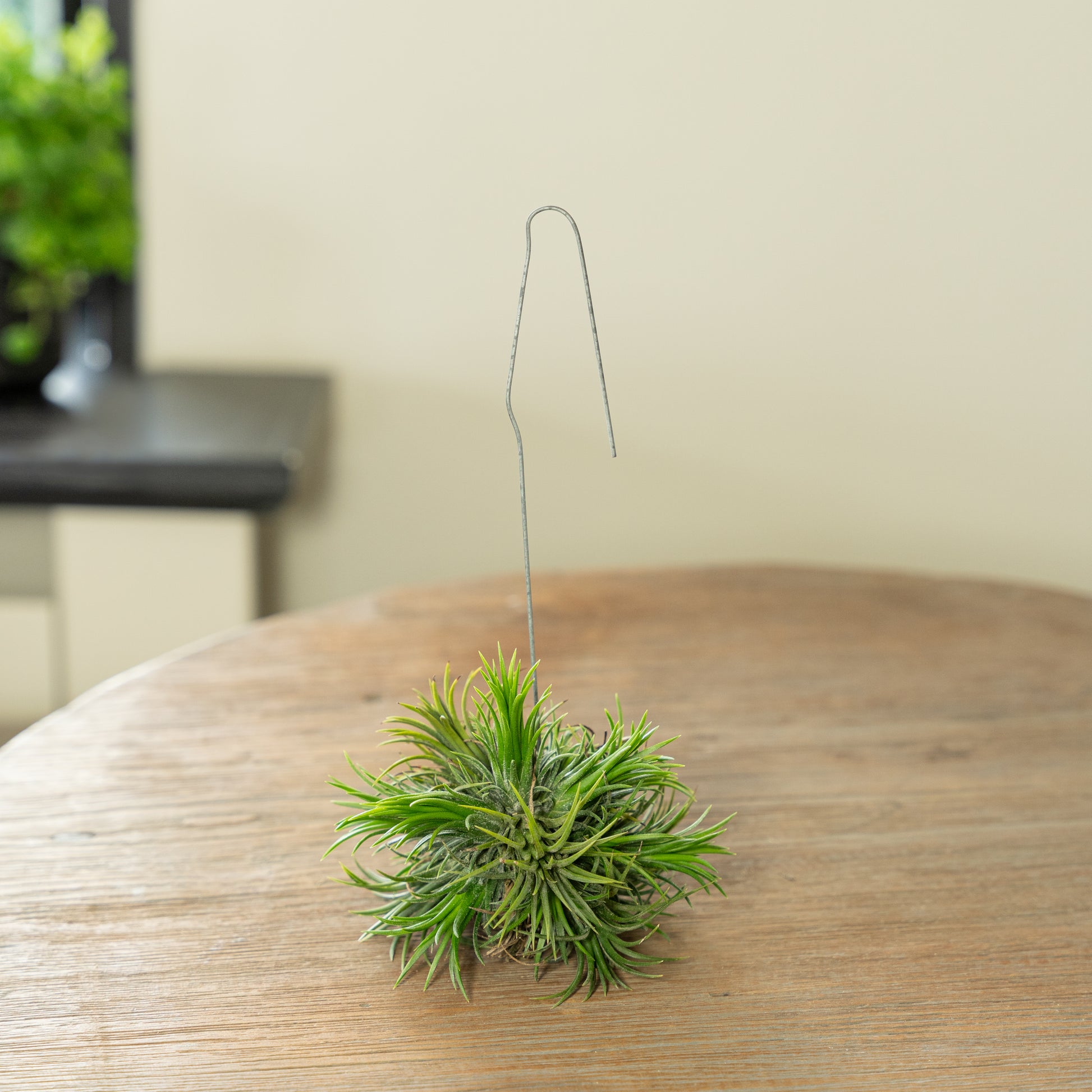 Tillandsia Spikey op een tafel