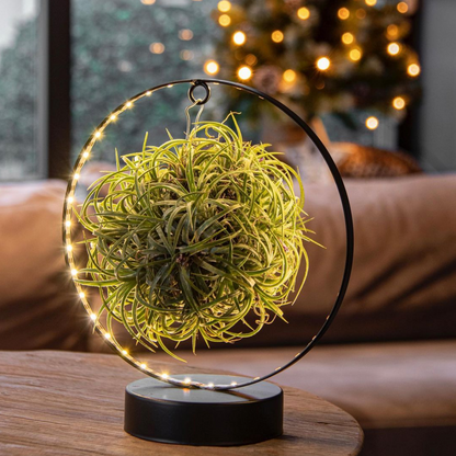 Tillandsia Led editie goud