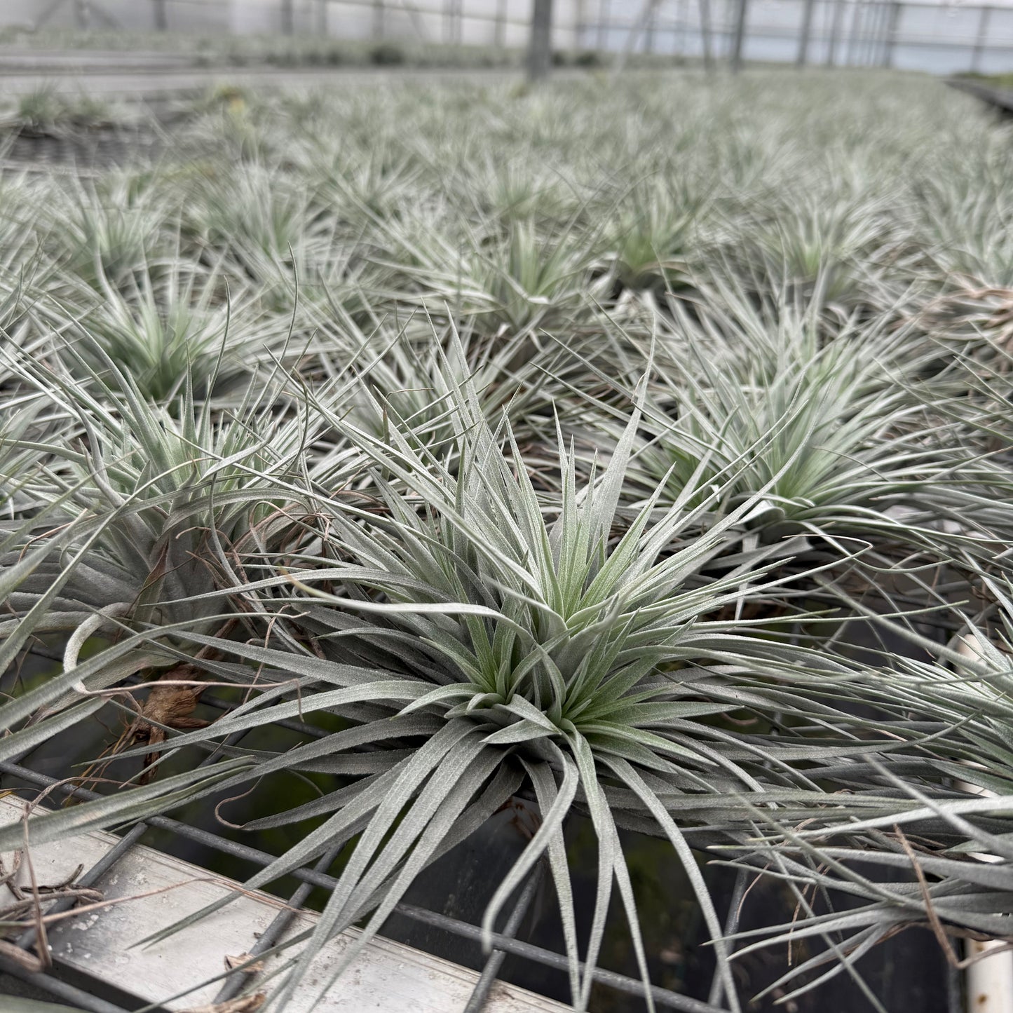 Tillandsia Silver