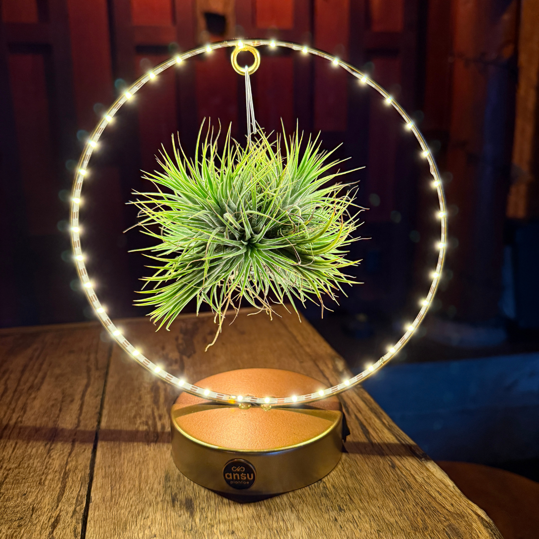 Tillandsia Led editie goud