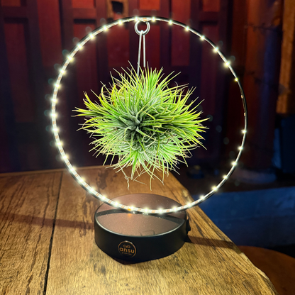 Tillandsia Led editie zwart