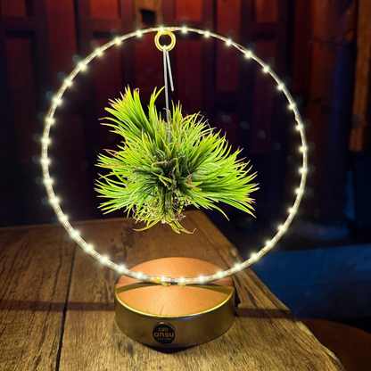 Tillandsia Led editie goud