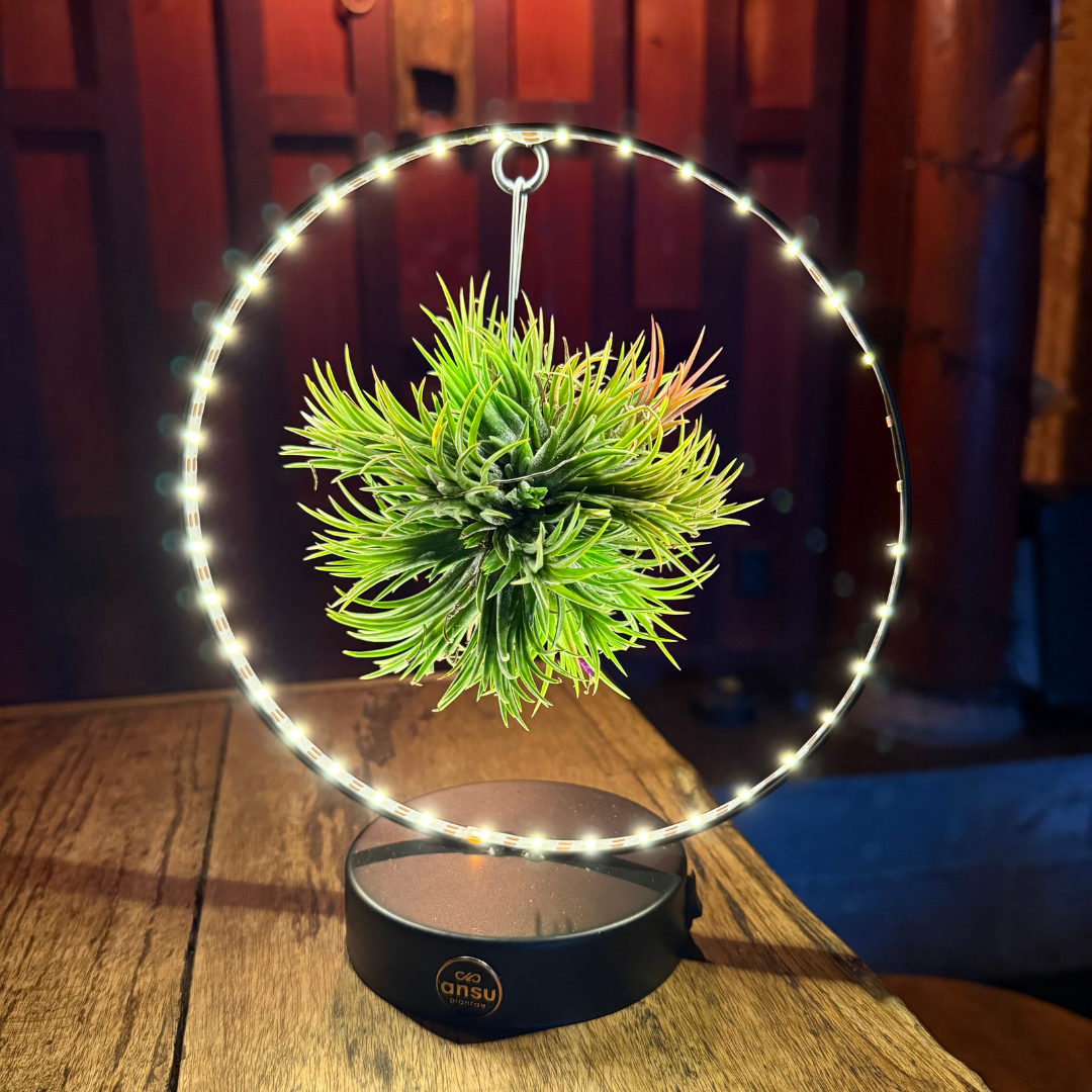 Tillandsia Led editie zwart