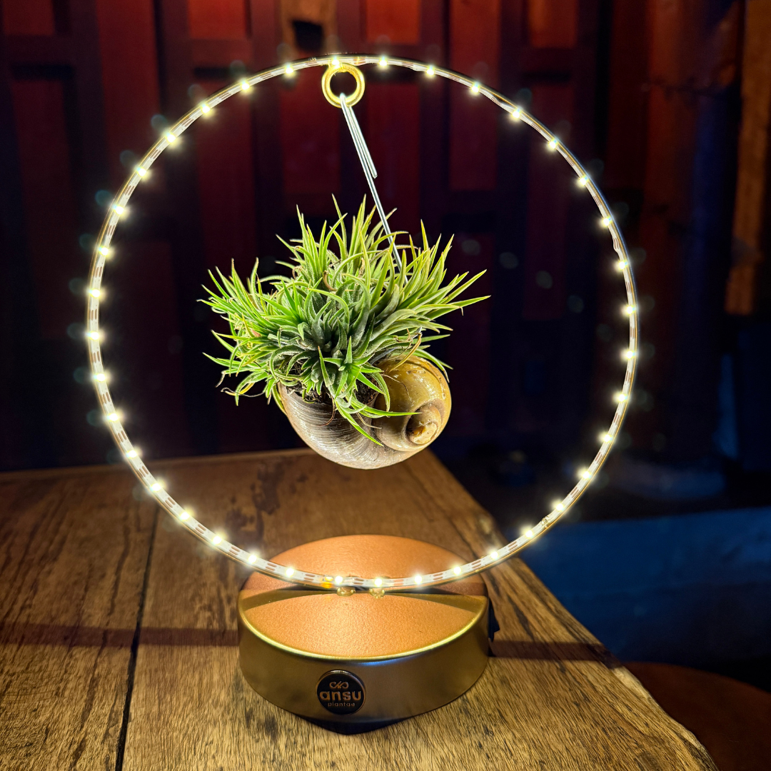 Tillandsia Led editie goud