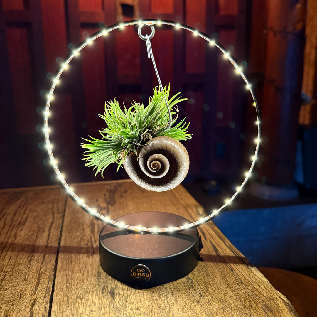 Tillandsia Led editie zwart