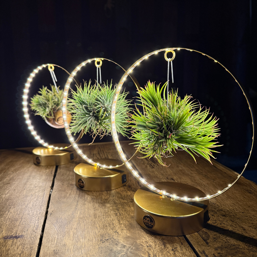 Tillandsia Led editie goud