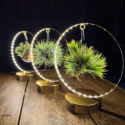 Tillandsia Led editie goud