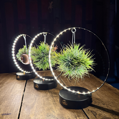 Tillandsia Led editie zwart