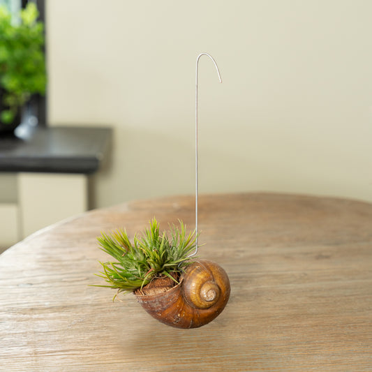 Tillandsia Shelly los