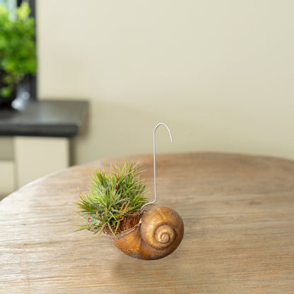 Tillandsia Shelly lose