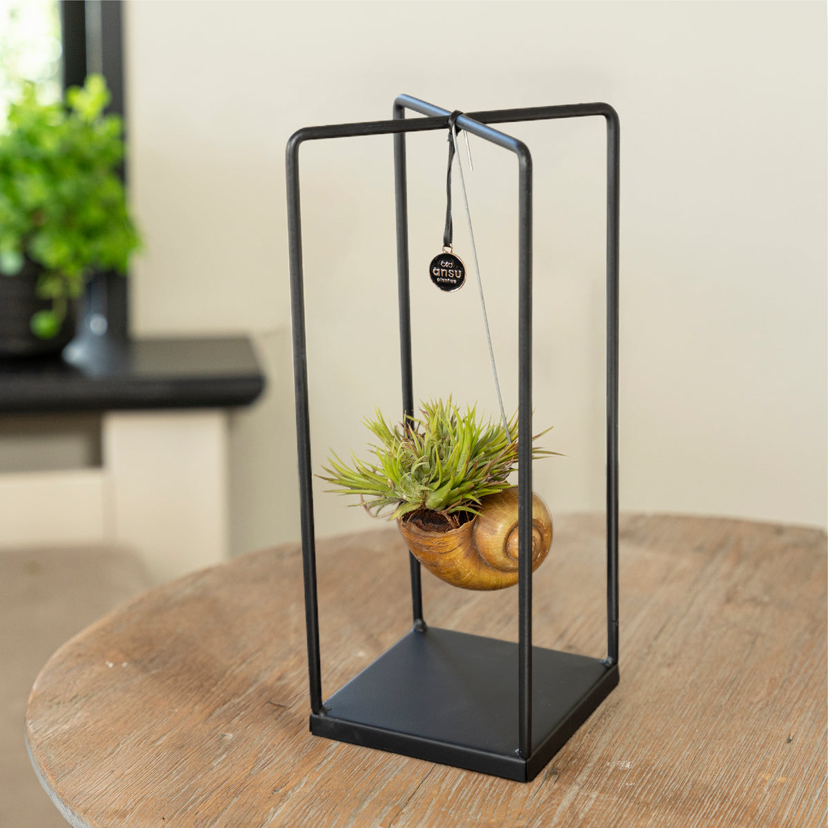 Tillandsia Shelly – plant in slakkenhuis in hoog zwart vierkant rekje