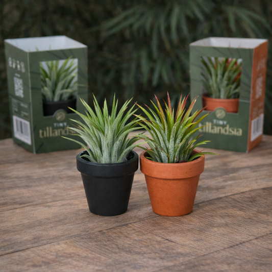 Tiny Tillandsia mix op tafel