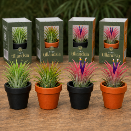 Tiny Tillandsia mix op tafel