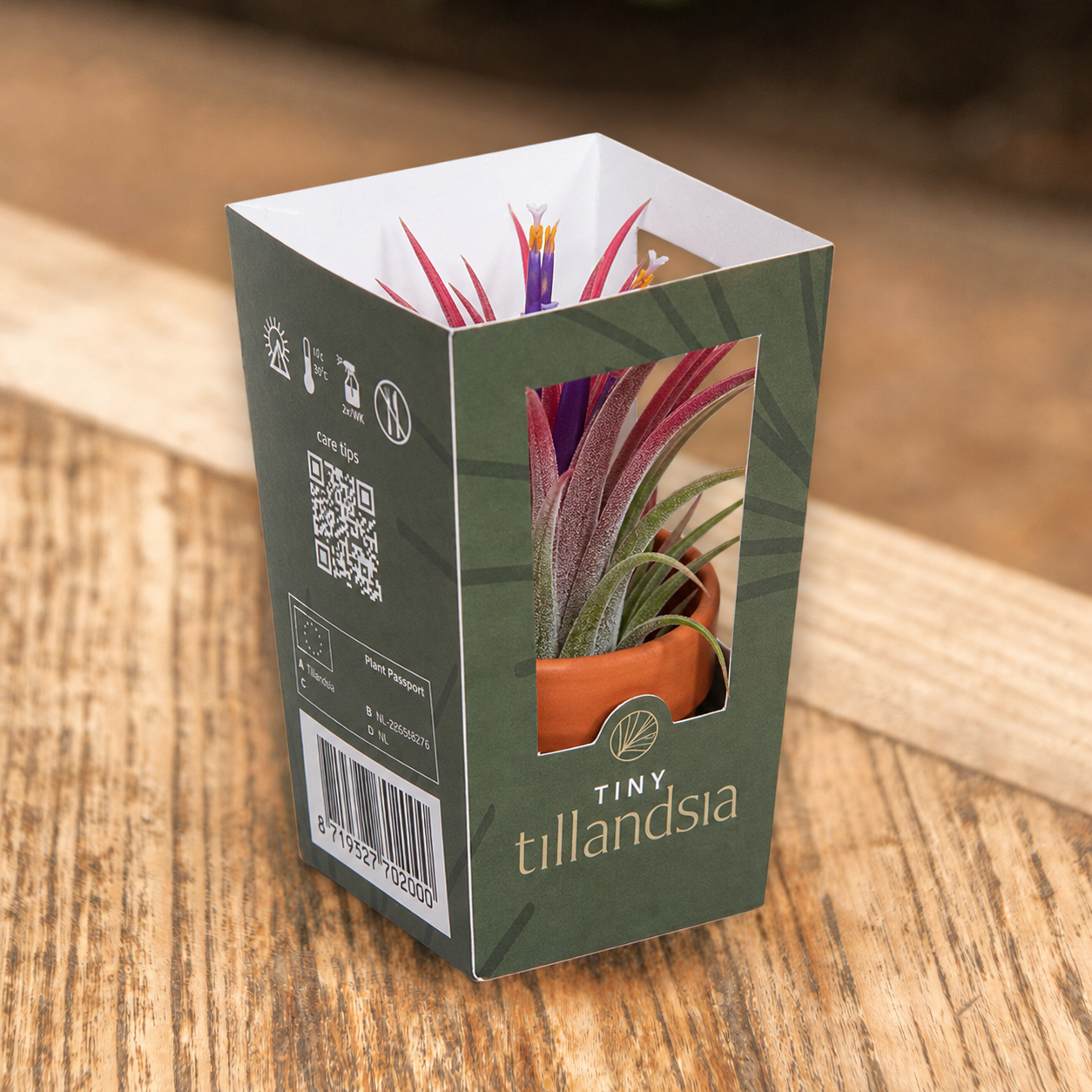 Tiny Tillandsia bloeiend terracotta in cadeaudoosje op tafel