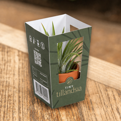 Tiny Tillandsia op tafel