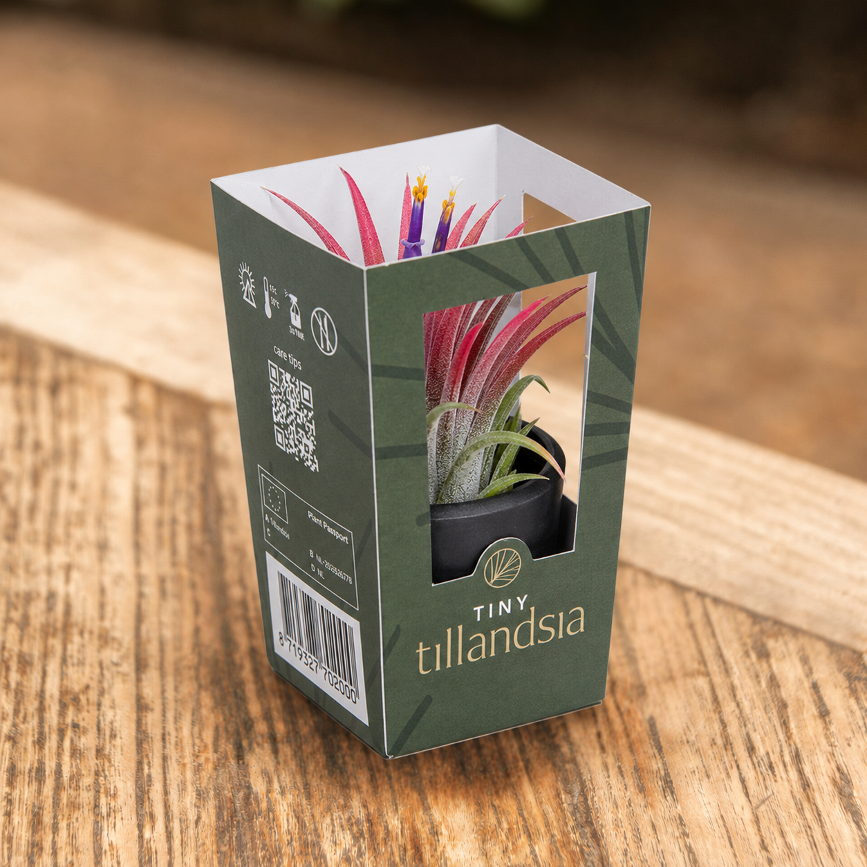 Tiny Tillandsia zwart bloeiend in cadeaudoosje op tafel