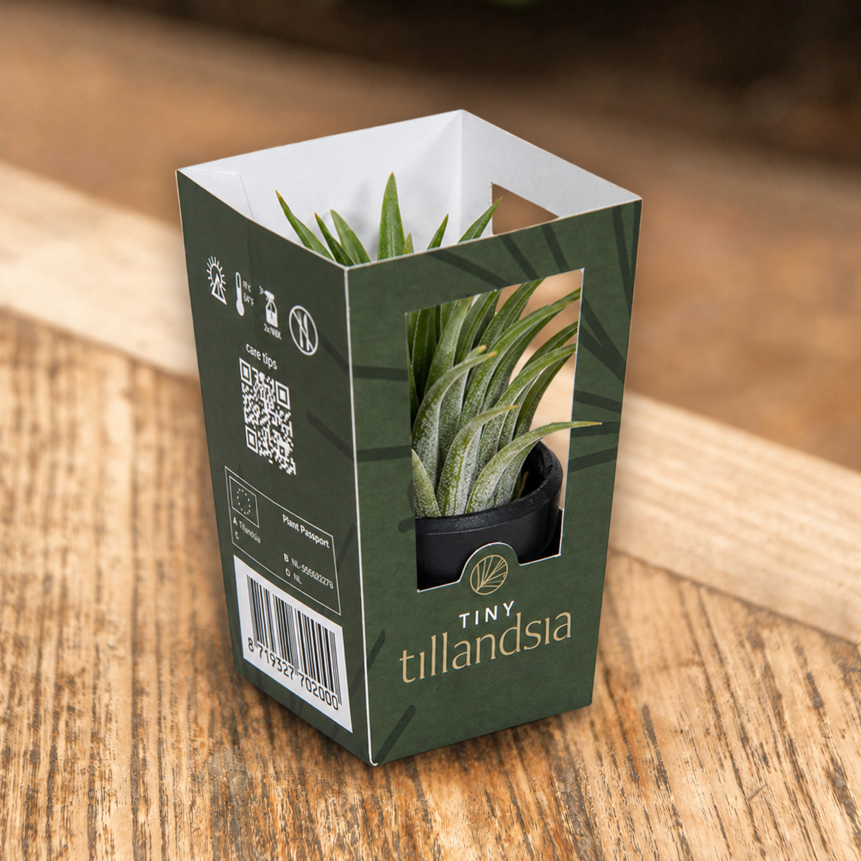 Tiny Tillandsia zwart in cadeaudoosje op tafel