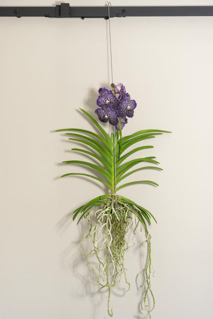 Vanda