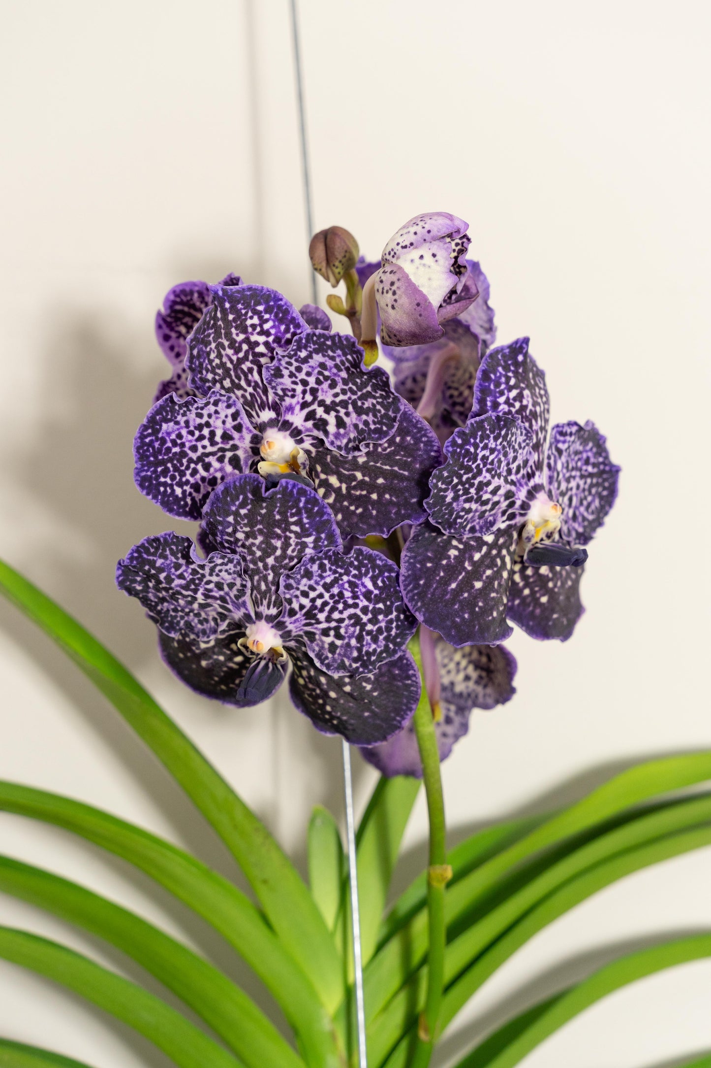 Vanda