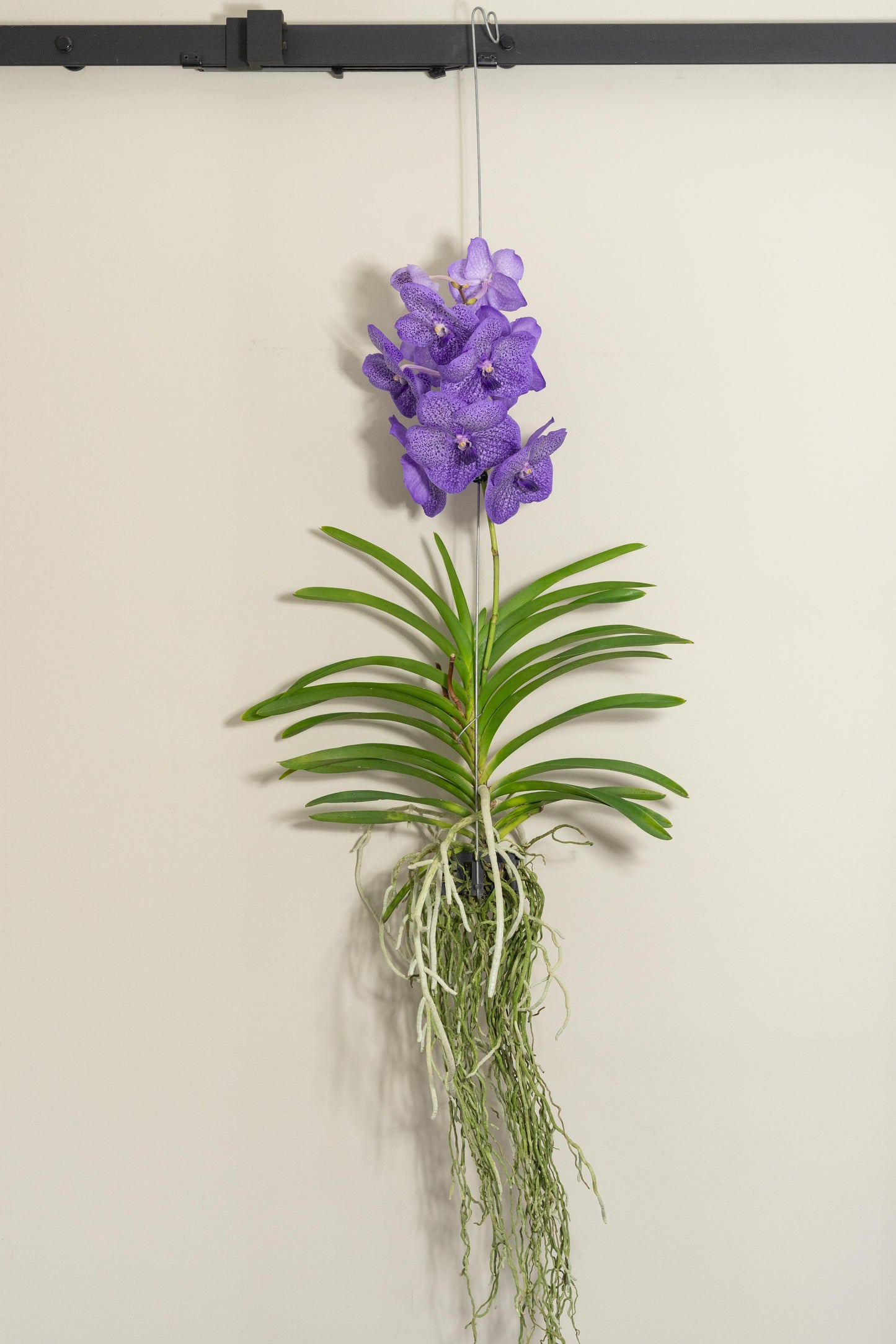 Vanda