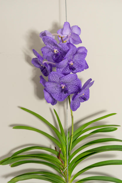 Vanda