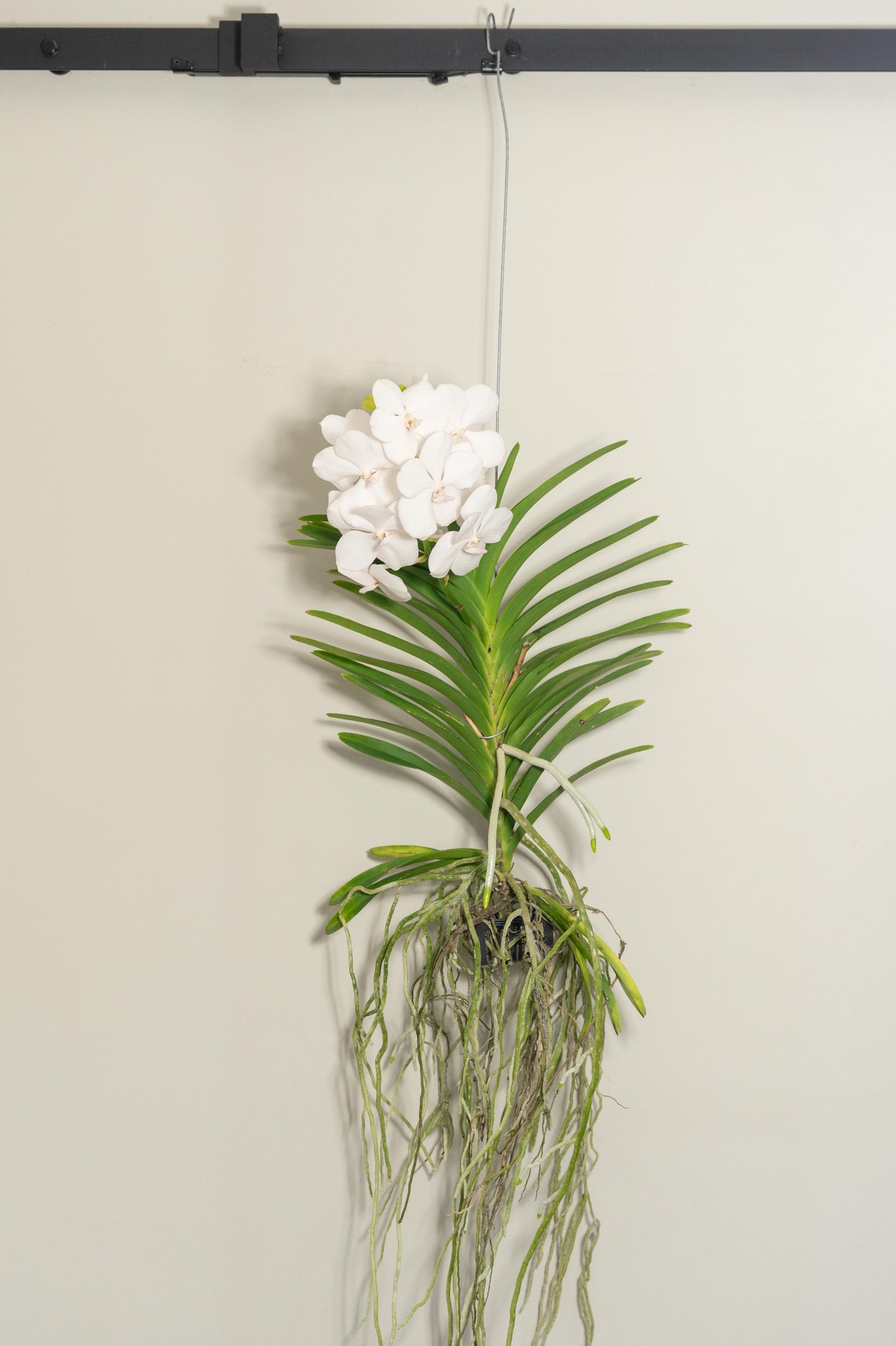 Vanda