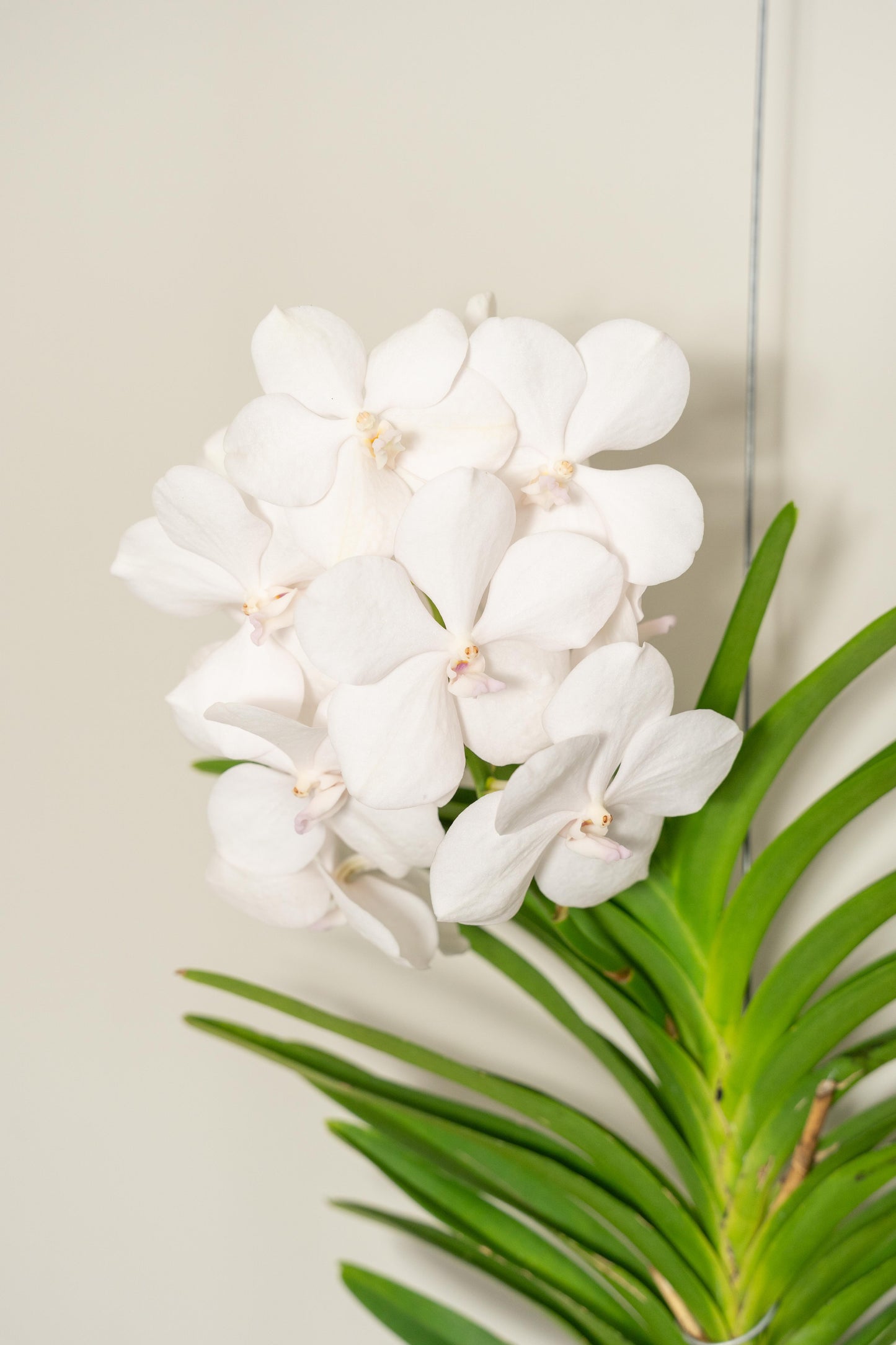 Vanda