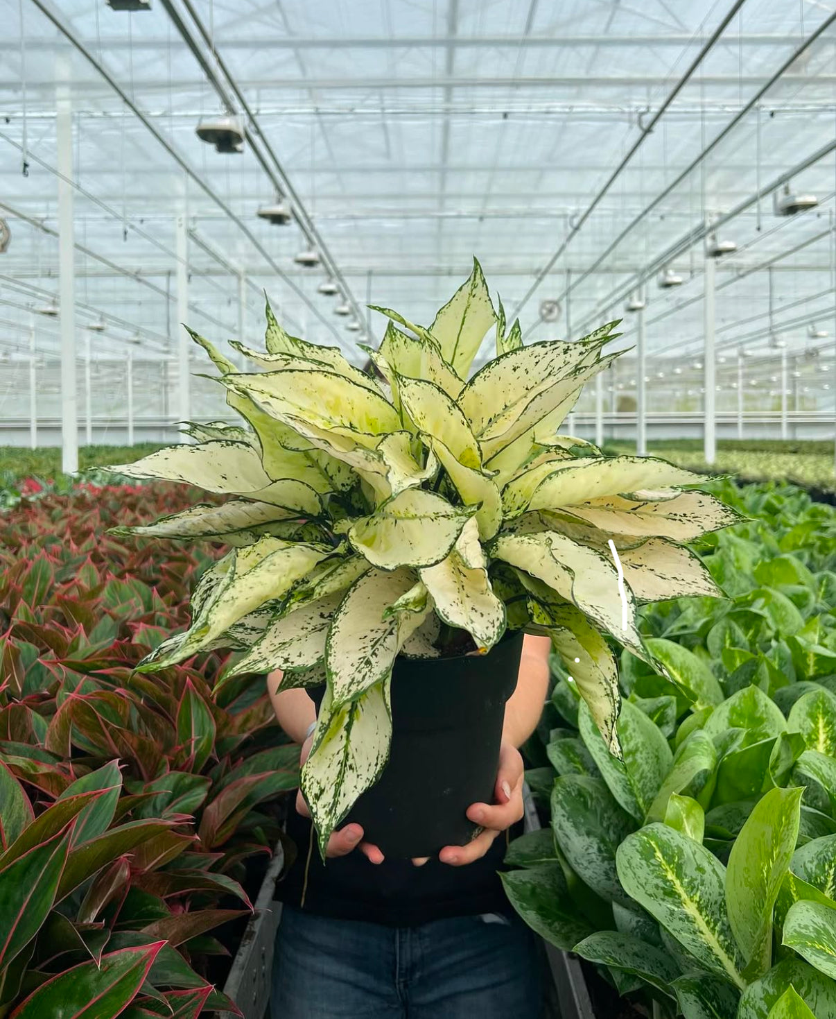 aglaonema kiwi Aglaonema White Kiwi – Ansugifts
