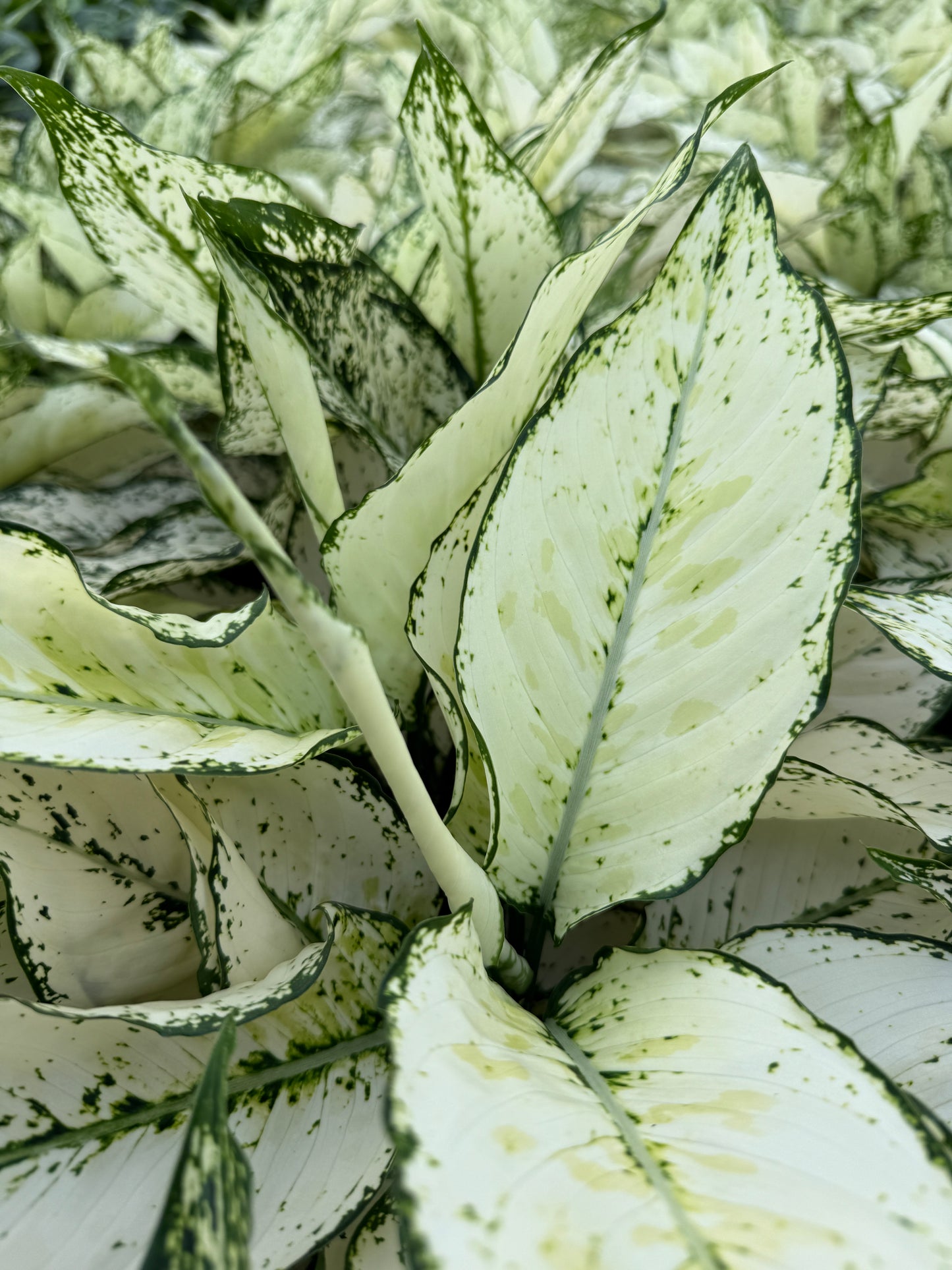 Aglaonema White Kiwi