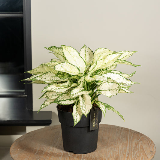 Aglaonema White Kiwi