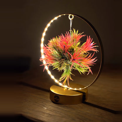 Tillandsia Led editie