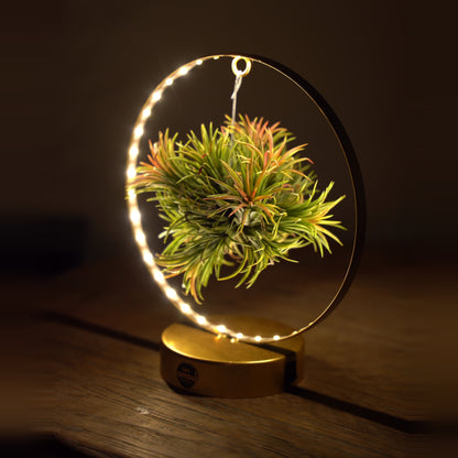 Tillandsia Led editie