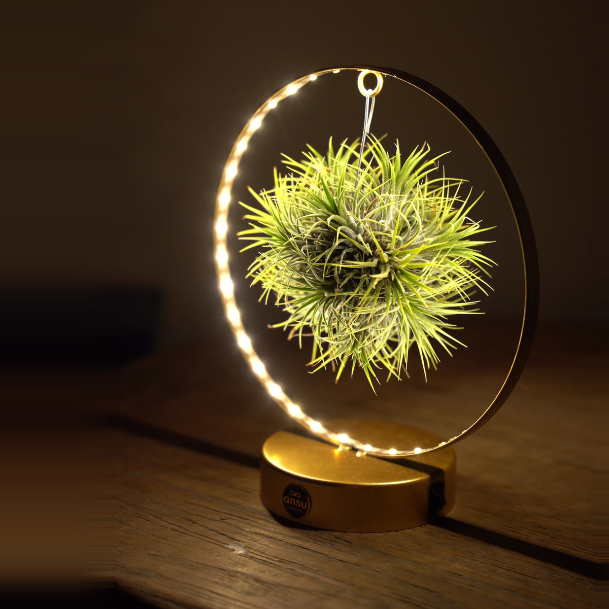 Tillandsia Led editie