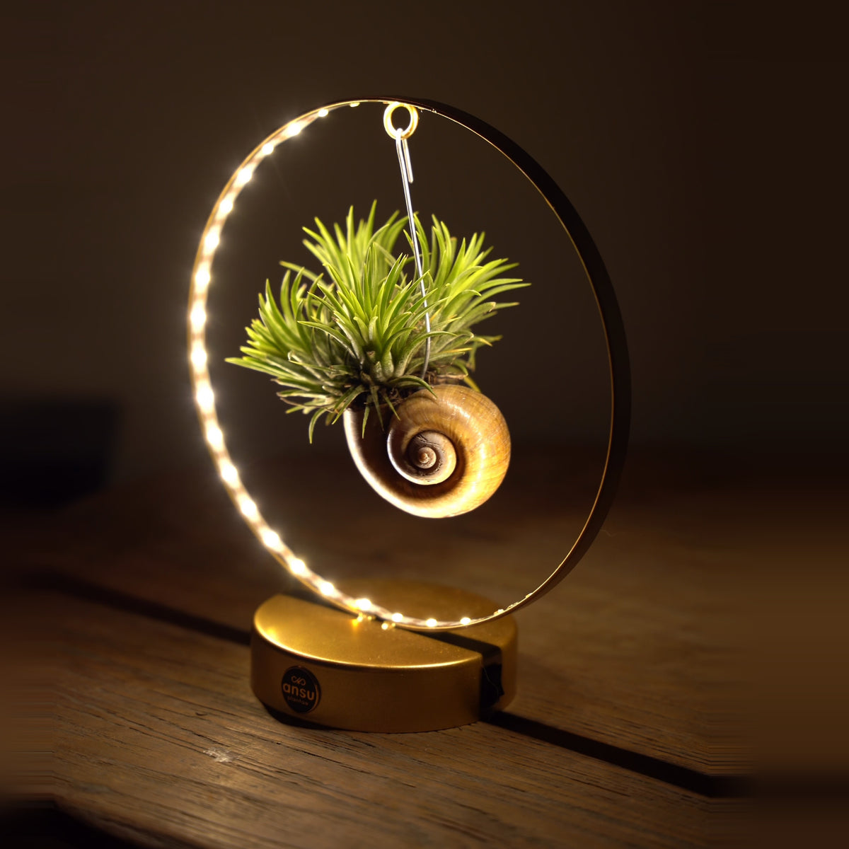 Tillandsia Led editie