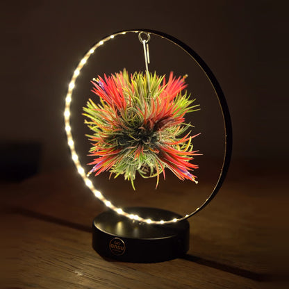 Tillandsia Led editie