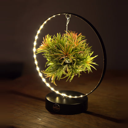 Tillandsia Led editie
