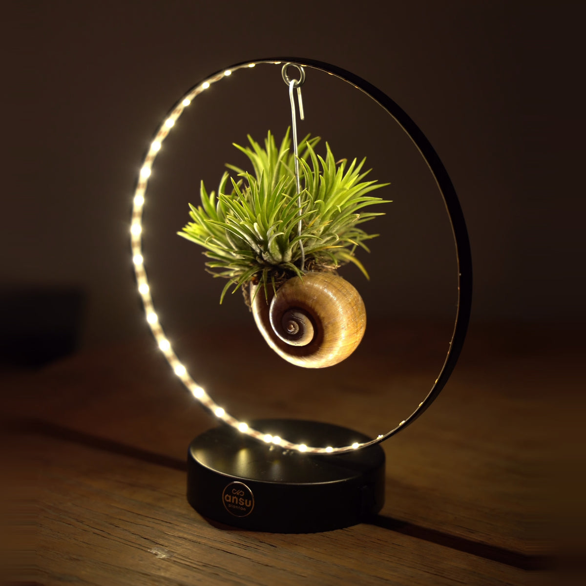 Tillandsia Led editie
