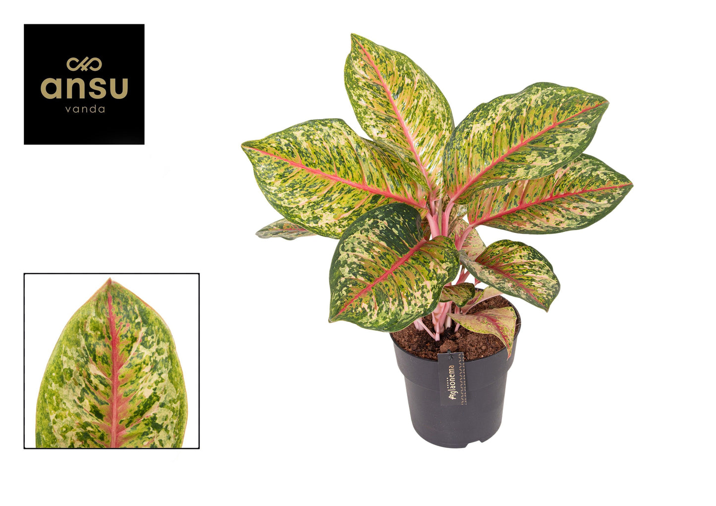 Aglaonema Carnival Queen