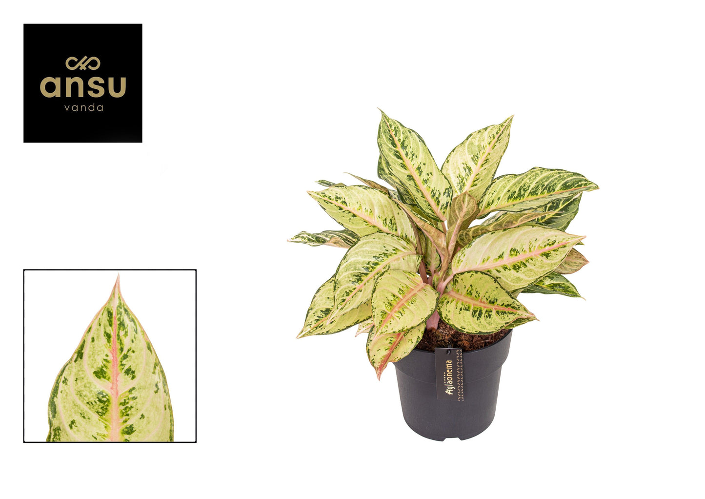 Aglaonema Chartreuse Pretty