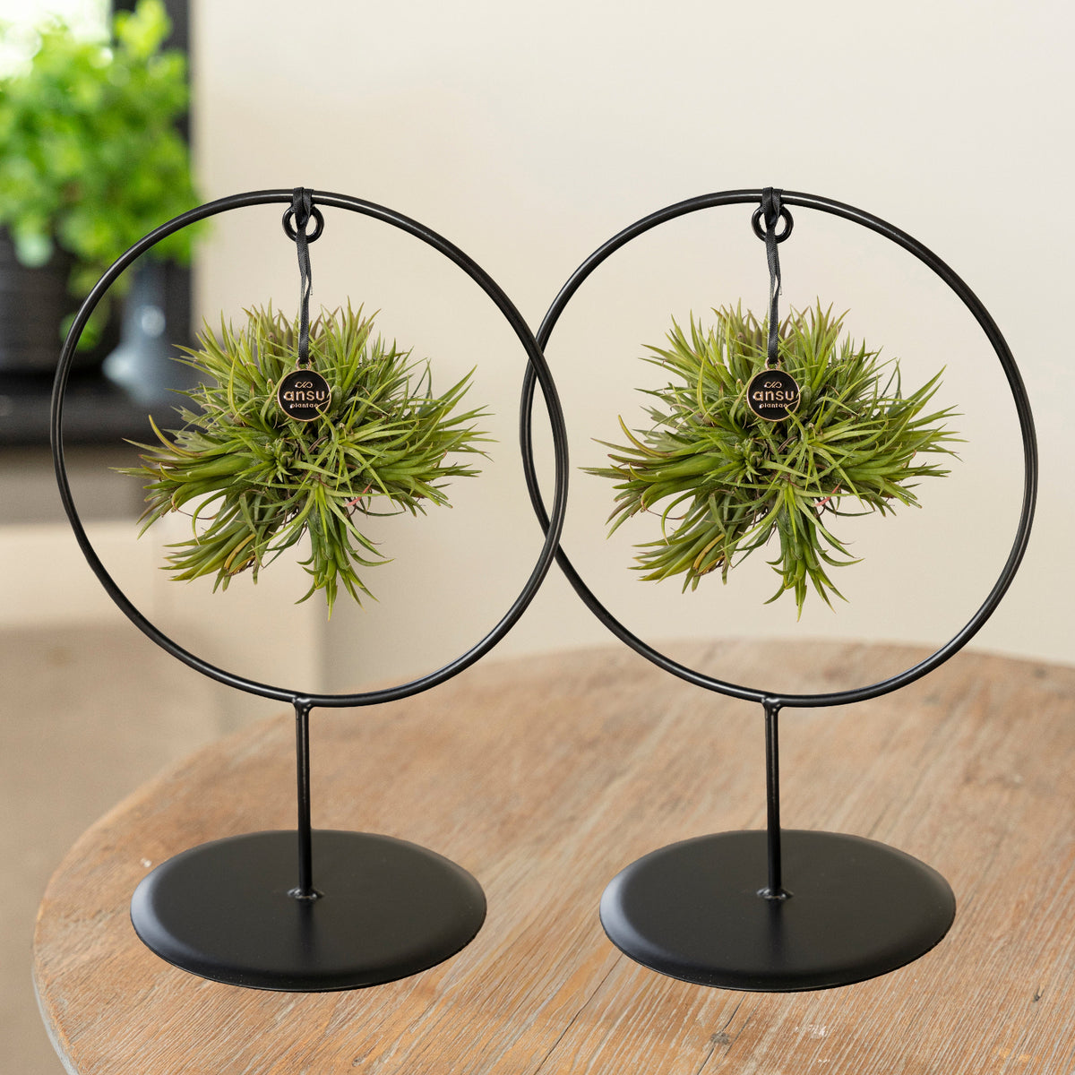Tillandsia Mix & Match